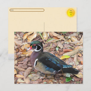 Postcrossing - Träsand Postkort Helg Vykort
