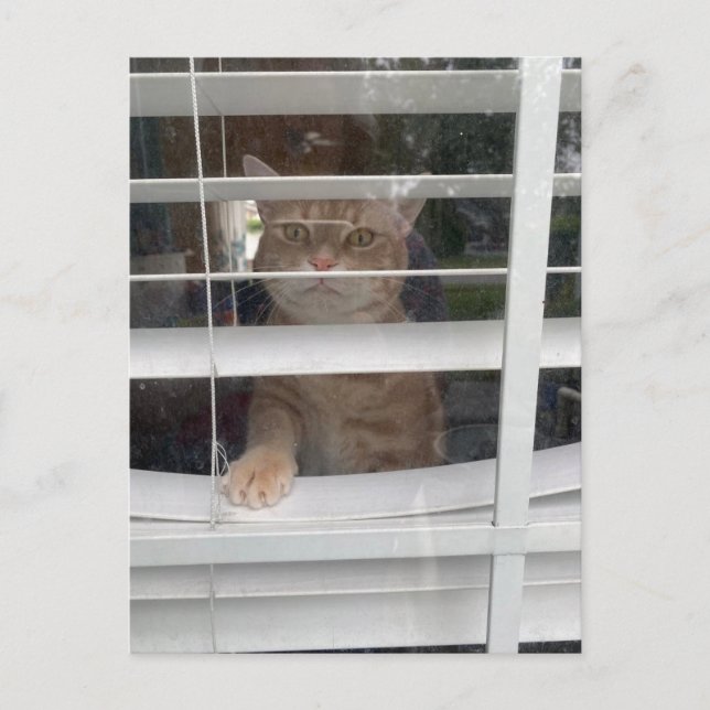 Postcrossing - Where's Mom Cat Postcard Helg Vykort (Framsida)