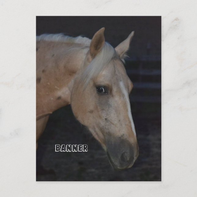 Posten för Palomino-häst med namnet Banner Vykort (Framsida)
