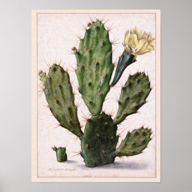 🌵 POSTER (Framsidan)