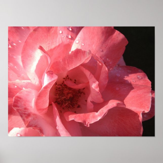 Poster 16 x 12 (Framsidan)