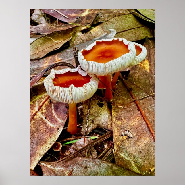 Poster 18 x 24 (Framsidan)