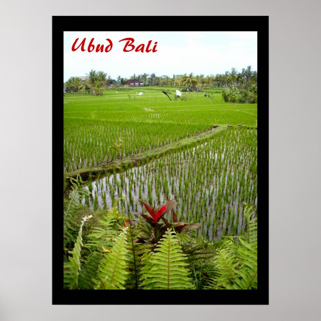 Poster (18 x 24 tum) Blommar Ubud Bali (Framsidan)