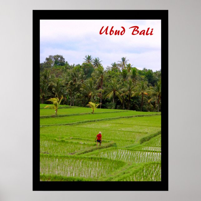 Poster (18 x 24 tum) Ris Fält Ubud Bali (Framsidan)