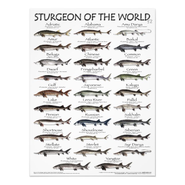POSTER - 18 X 24 - VÄRLDENS STURGEON - FÖRST NÅGON (Framsidan)