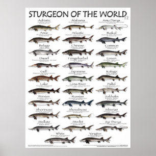 POSTER - 18X24 - STURGEON AV VÄRLDEN