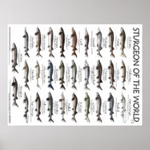 POSTER - 18X24 - STURGEON AV VÄRLDEN
