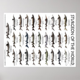 POSTER - 18X24 - STURGEON AV VÄRLDEN