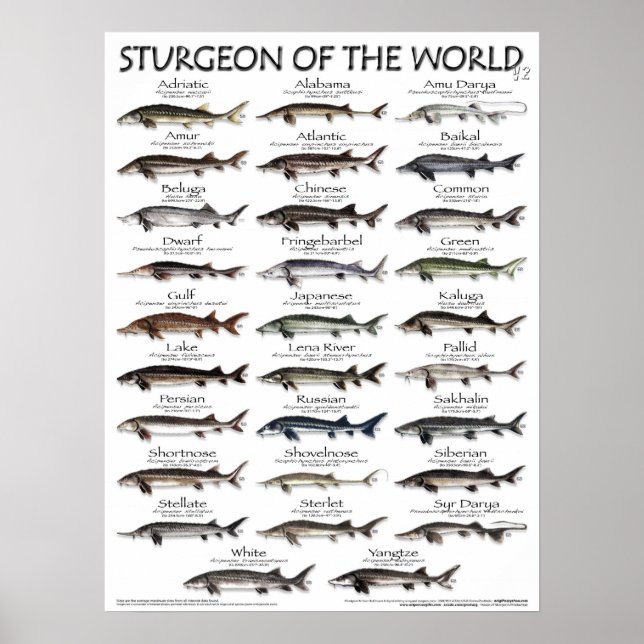 POSTER - 18X24 - VÄRLDENS STURGEON - fisk (Framsidan)
