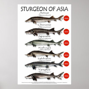 POSTER - 20 x 30 - STURGEON AV ASIA
