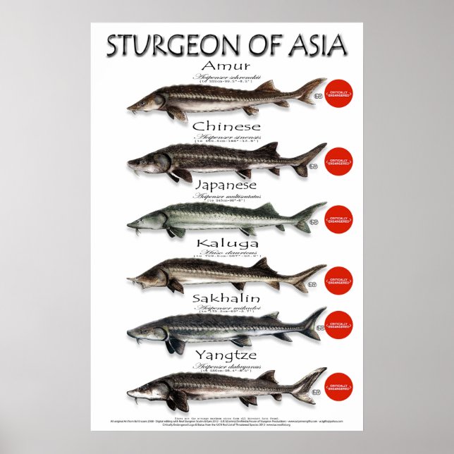 POSTER - 20 x 30 - STURGEON AV ASIA (Framsidan)