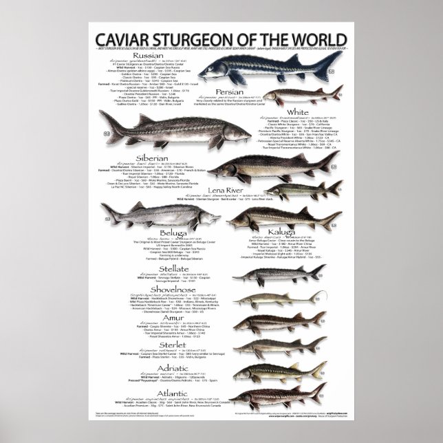 POSTER - 20 x 30 - VÄRLDENS KAVIAR STURGEON (Framsidan)