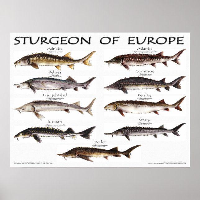 POSTER - 24x18 - STURGEON of EUROPE - (original) (Framsidan)