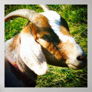 poster 24x24 projektionsyta. Goat. Anpassa!