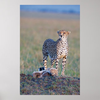 Poster - 24x36 Cheetah mor och unge