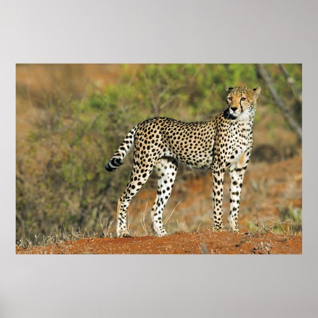 Poster - 36 x 24 Cheetah (Framsidan)