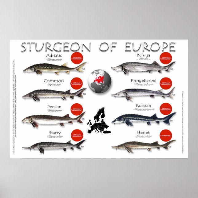 POSTER - 36 x 24 - STURGEON of EUROPA (Framsidan)