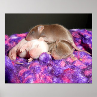 Poster: 3 Baby-möss Poster