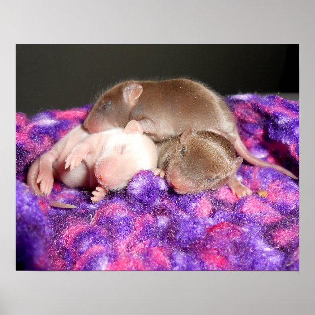 Poster: 3 Baby-möss Poster (Framsidan)