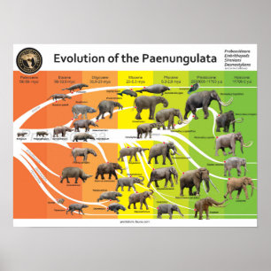 Poster A2-utveckling av Paenungulata