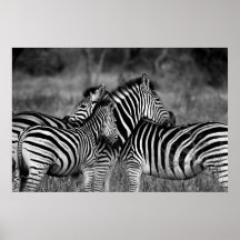 Poster - Afrikansk zebra-s