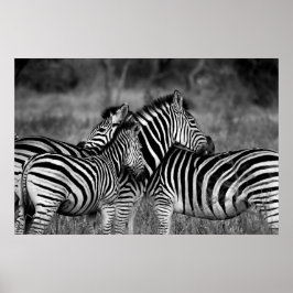 Poster - Afrikansk zebra-s