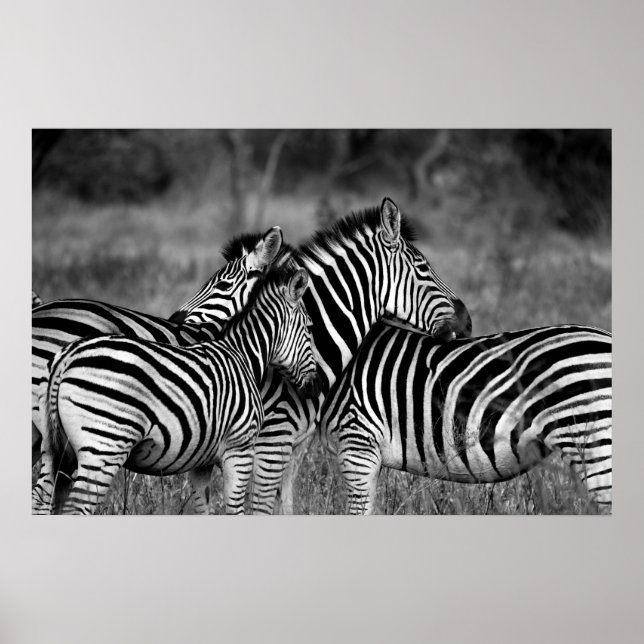 Poster - Afrikansk zebra-s (Framsidan)