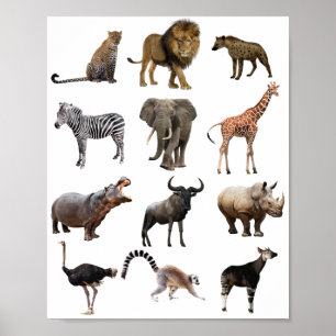 poster afrikanskt djur