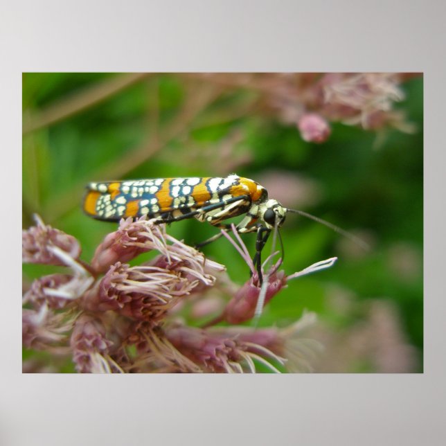 Poster Ailanthus Webworm Moth (Atteva punctella) (Framsidan)