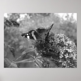 Poster - Amiral Butterfly in Black & White