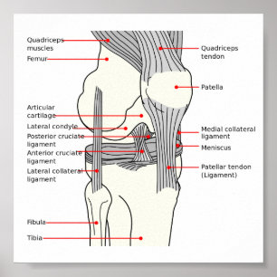 Poster Anatomiskt diagram humant höger knäled