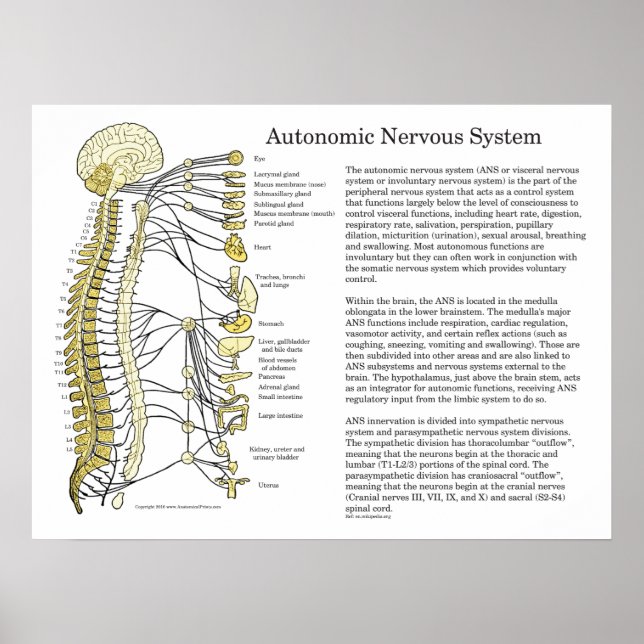 Poster ANS-system för autonomt nervsystem (Framsidan)