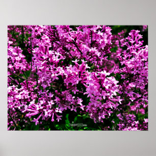 Poster - Antique Lila Lilacs i Highland Park