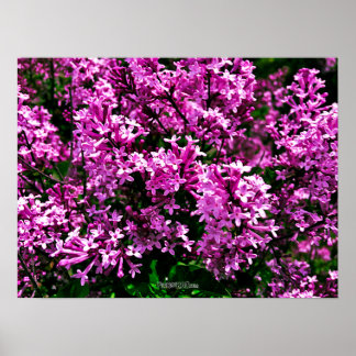 Poster - Antique Lila Lilacs i Highland Park