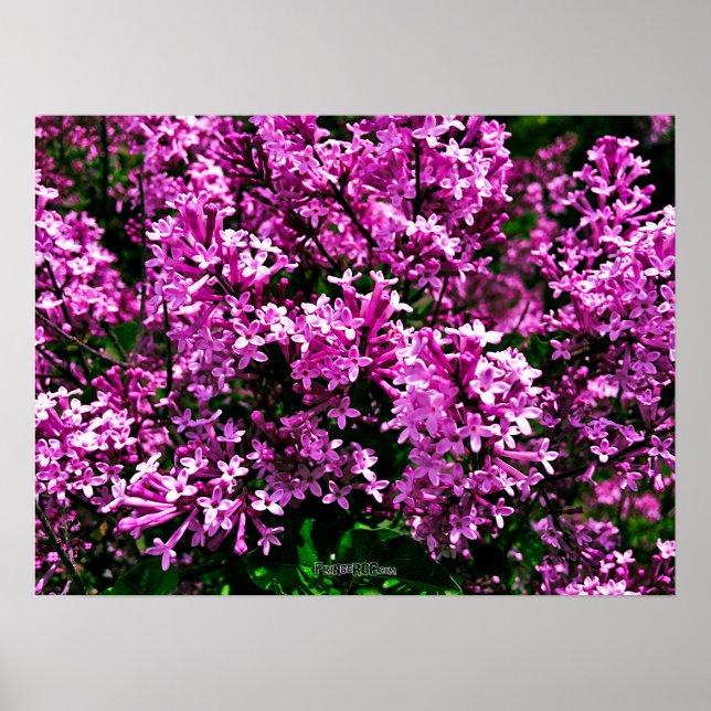 Poster - Antique Lila Lilacs i Highland Park (Framsidan)