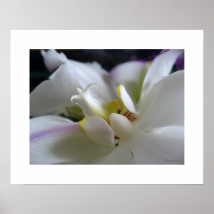Poster Art Skriv ut på vit Orchid 8 Phalaenopsis