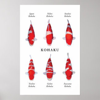 Poster arter av japansk koifisk: Kohaku