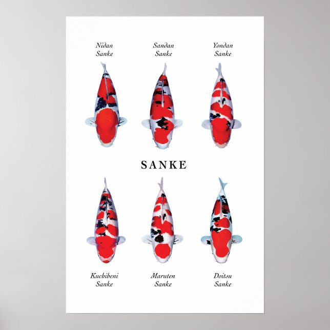 Poster arter av japansk koifisk: Sanke (Framsidan)