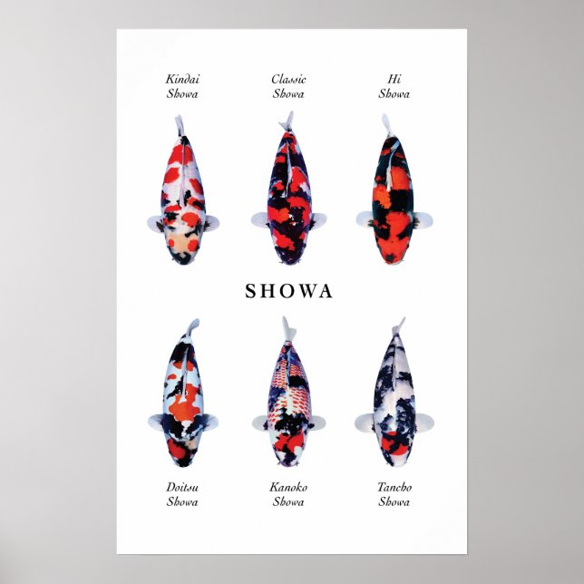 Poster arter av japansk koifisk: Showa (Framsidan)