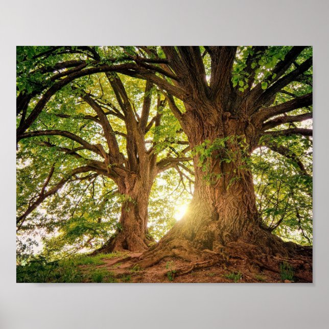 poster Arvore da Vida (Framsidan)