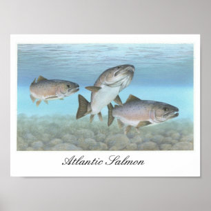 Poster atlantisk laxfärg