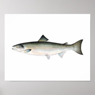 Poster - atlantisk laxfisk