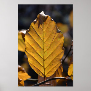 Poster Autumn Oak Löv