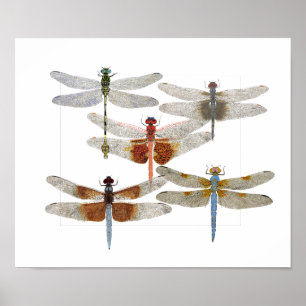 Poster av 5 dragonfly-arter
