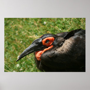 Poster av afrikansk markhornbill