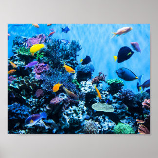 Poster av akvarium