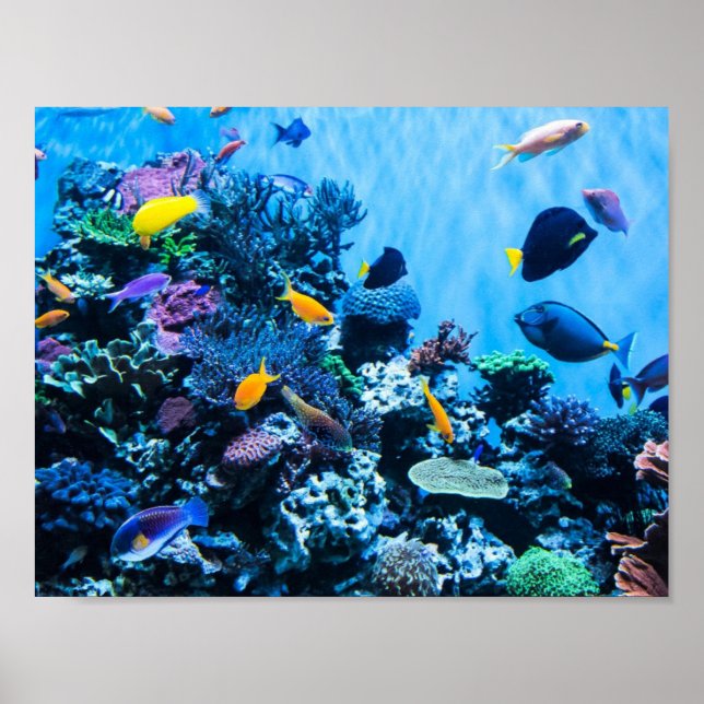 Poster av akvarium (Framsidan)