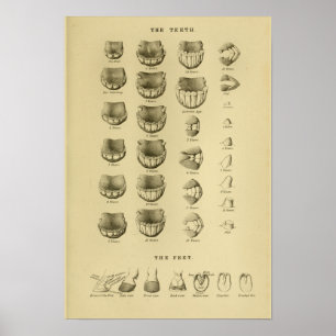 Poster av ålder efter tanddiagram Dental Anatomy