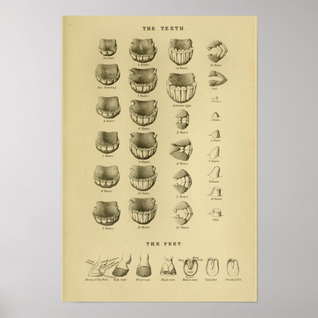 Poster av ålder efter tanddiagram Dental Anatomy (Framsidan)