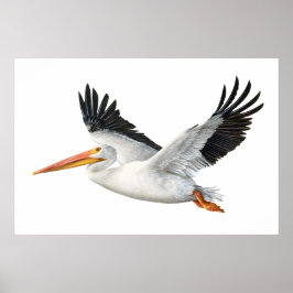 Poster av American White Pelican